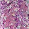 Berry Blush Specialty Polyester Glitter by Recollections&#x2122;